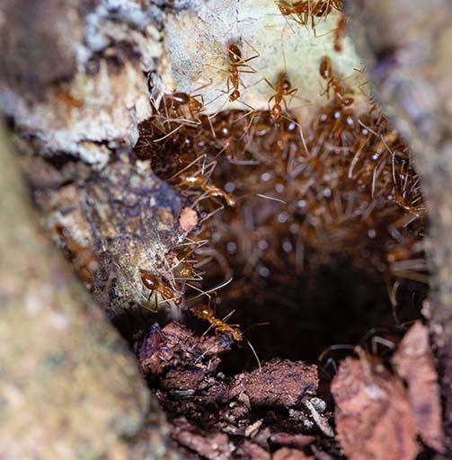 Small Ants Century Pest Control Calgary